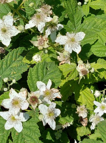 OSTRUŽINÍK (Rubus spp.) bez bližšího určení – FOTO: Marta Knauerová