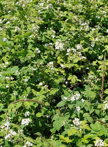 OSTRUŽINÍK (Rubus spp.) bez bližšího určení – FOTO: Marta Knauerová