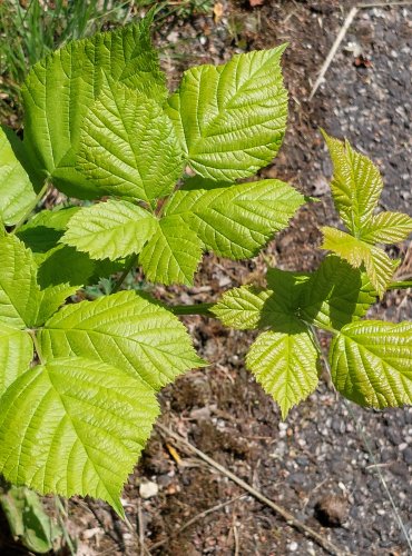 OSTRUŽINÍK (Rubus spp.) bez bližšího určení – FOTO: Marta Knauerová