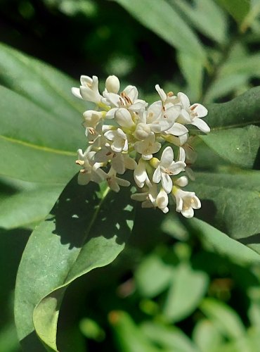 PTAČÍ ZOB OBECNÝ (Ligustrum vulgare) FOTO: Marta Knauerová