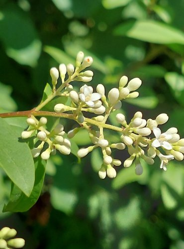 PTAČÍ ZOB OBECNÝ (Ligustrum vulgare) FOTO: Marta Knauerová