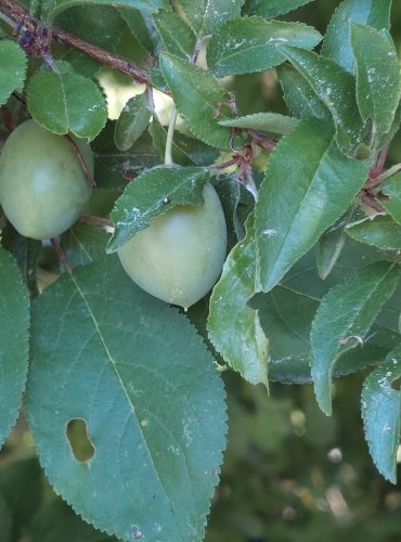 SLIVOŇ ŠPENDLÍK ŽLUTÝ (Prunus domestica) NEZRALÉ PLODY – FOTO: Marta Knauerová