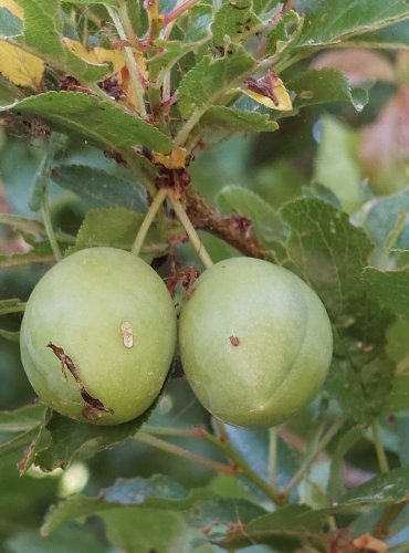 SLIVOŇ ŠPENDLÍK ŽLUTÝ (Prunus domestica) NEZRALÉ PLODY – FOTO: Marta Knauerová