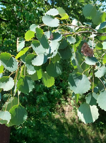 TOPOL OSIKA (Populus tremula) FOTO: Marta Knauerová