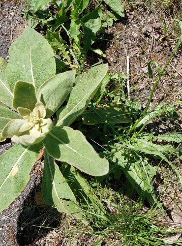 DIVIZNA MALOKVĚTÁ (Verbascum thapsus) FOTO: Marta Knauerová, 2022