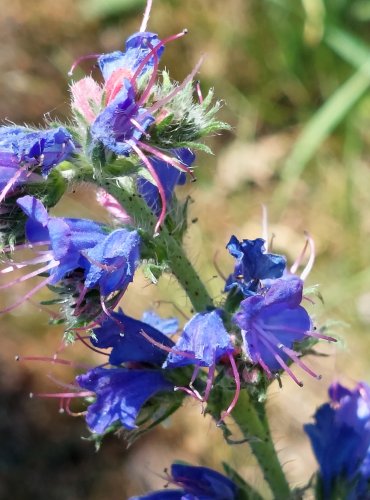 HADINEC OBECNÝ (Echium vulgare) FOTO: Marta Knauerová