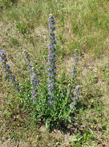 HADINEC OBECNÝ (Echium vulgare) FOTO: Marta Knauerová