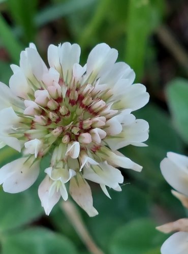 JETEL BÍLÝ PLAZIVÝ (Trifolium repens) FOTO: Marta Knauerová, 2022