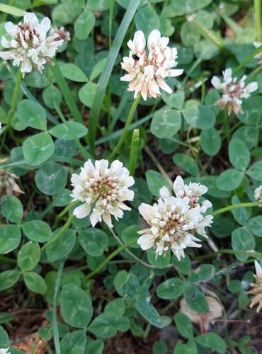 JETEL BÍLÝ PLAZIVÝ (Trifolium repens) FOTO: Marta Knauerová, 2022