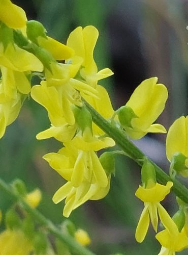 KOMONICE LÉKAŘSKÁ (Melilotus officinalis) FOTO: Marta Knauerová