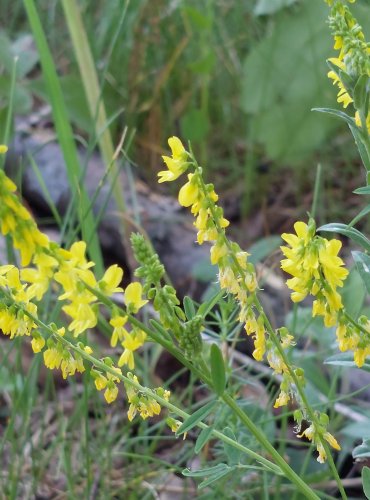 KOMONICE LÉKAŘSKÁ (Melilotus officinalis) FOTO: Marta Knauerová