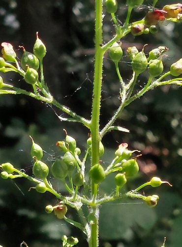 KRTIČNÍK HLÍZNATÝ (Scrophularia nodosa) FOTO: Marta Knauerová