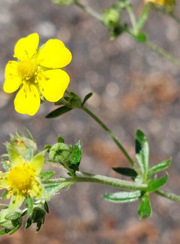 MOCHNA STŘÍBRNÁ (Potentilla argentea) FOTO: Marta Knauerová, 2022