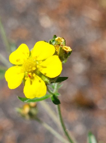 MOCHNA STŘÍBRNÁ (Potentilla argentea) FOTO: Marta Knauerová, 2022