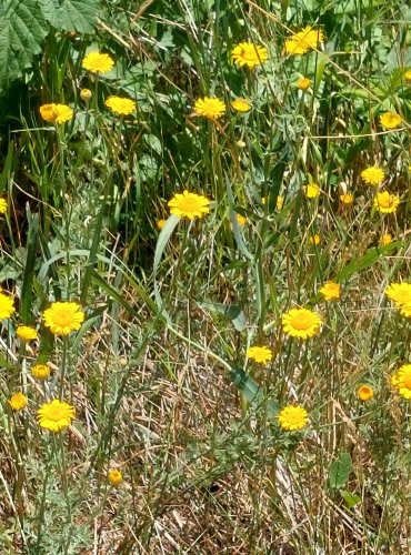 RMEN BARVÍŘSKÝ (Anthemis tinctoria) FOTO: Marta Knauerová