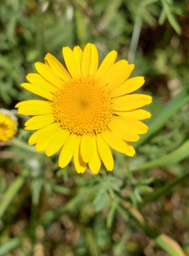 RMEN BARVÍŘSKÝ (Anthemis tinctoria) FOTO: Marta Knauerová