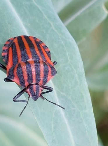 KNĚŽICE PÁSOVANÁ (Graphosoma italicum) FOTO: Marta Knauerová