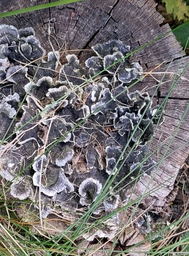 OUTKOVKA PESTRÁ (Trametes versicolor) FOTO: Martin Kříž