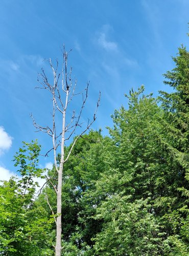 LESNÍ VYKŘIČNÍK – FOTO: Marta Knauerová,2022