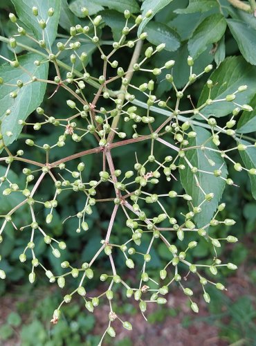 BEZ ČERNÝ (Sambucus nigra) – NEZRALÉ PLODENSTVÍ – FOTO: Marta Knauerová