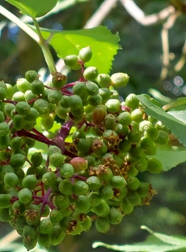 BEZ HROZNATÝ (Sambucus racemosa) – NEZRALÉ PLODENSTVÍ – FOTO: Marta Knauerová