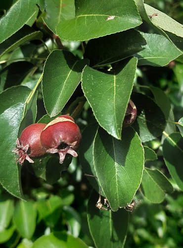 HRUŠEŇ (Pyrus spp.) bez bližšího určení – FOTO: Marta Knauerová