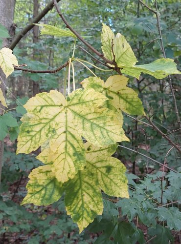 JAVOR KLEN (Acer pseudoplatanus) FOTO: Marta Knauerová