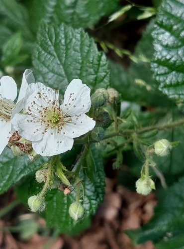 OSTRUŽINÍK (Rubus spp.) bez bližšího určení – FOTO: Marta Knauerová