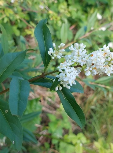 PTAČÍ ZOB OBECNÝ (Ligustrum vulgare) FOTO: Marta Knauerová