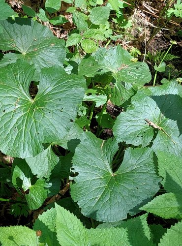 BLATOUCH BAHENNÍ (Caltha palustris) FOTO: Marta Knauerová, 2022