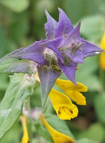 ČERNÝŠ HAJNÍ (Melampyrum nemorosum) FOTO: Marta Knauerová, 2022