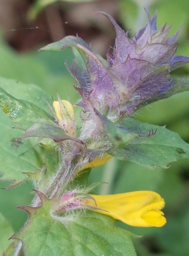 ČERNÝŠ HAJNÍ (Melampyrum nemorosum) FOTO: Marta Knauerová, 2022