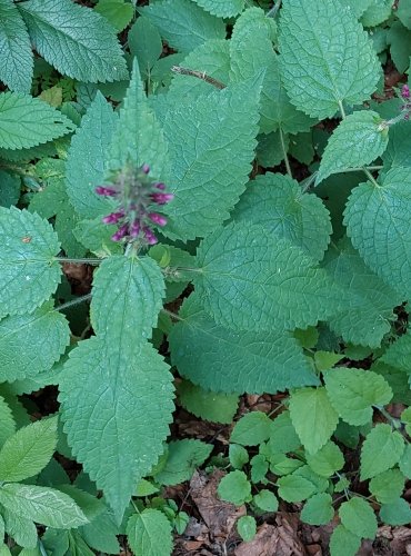 ČISTEC LESNÍ (Stachys sylvatica) FOTO: Marta Knauerová, 2022