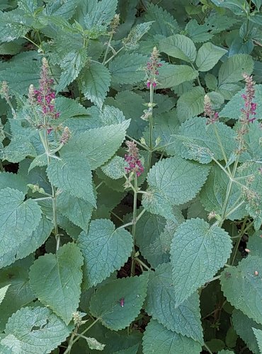 ČISTEC LESNÍ (Stachys sylvatica) FOTO: Marta Knauerová, 2022