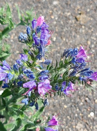 HADINEC OBECNÝ (Echium vulgare) FOTO: Marta Knauerová, 2022