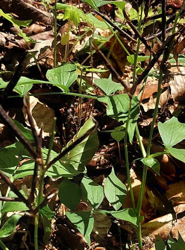 HRACHOR JARNÍ (Lathyrus vernus) NEZRALÉ PLODENSTVÍ – FOTO: Marta Knauerová, 2022