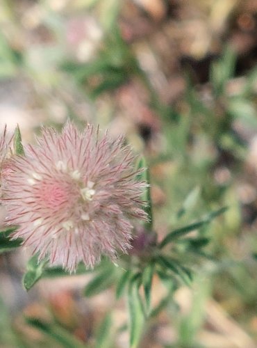 JETEL ROLNÍ (Trifolium arvense) FOTO: Marta Knauerová, 2022