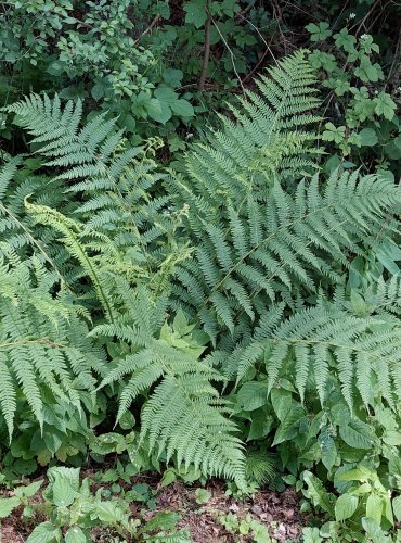 KAPRAĎ SAMEC (Dryopteris filix-mas) FOTO: Marta Knauerová, 2022