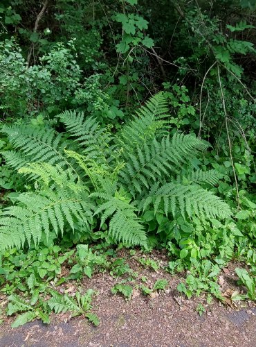 KAPRAĎ SAMEC (Dryopteris filix-mas) FOTO: Marta Knauerová, 2022