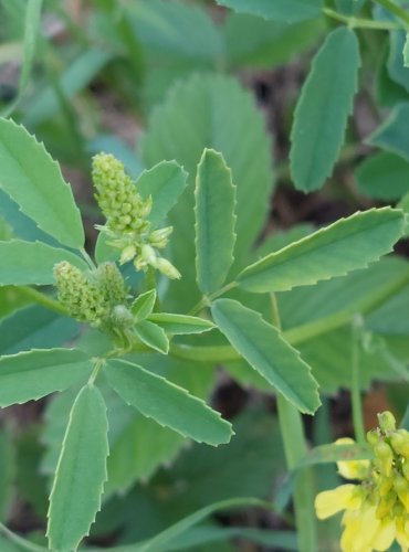 KOMONICE LÉKAŘSKÁ (Melilotus officinalis) FOTO: Marta Knauerová