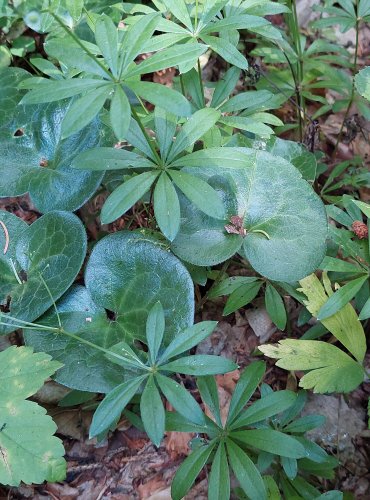 KOPYTNÍK EVROPSKÝ (Asarum europaeum) FOTO: Marta Knauerová, 2022