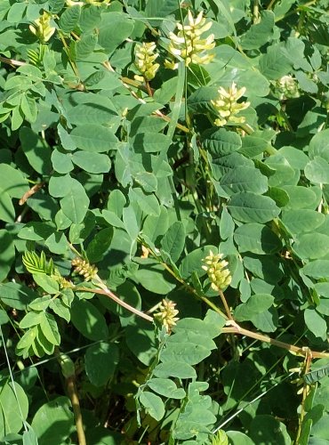 KOZINEC SLADKOLISTÝ (Astragalus glycyphylos) FOTO: Marta Knauerová, 2022