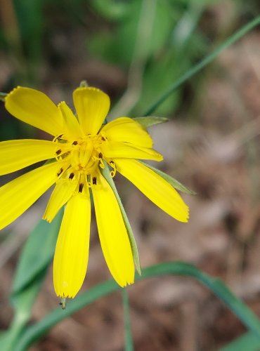 KOZÍ BRADA LUČNÍ (Tragopogon pratensis) FOTO: Marta Knauerová, 2022