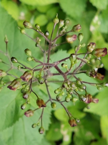 KRTIČNÍK HLÍZNATÝ (Scrophularia nodosa) FOTO: Marta Knauerová, 2022