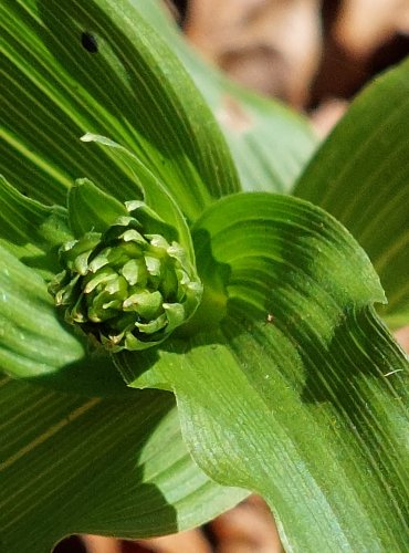 KRUŠTÍK ŠIROLISTÝ (Epipactis helleborine) FOTO: Marta Knauerová, 2022