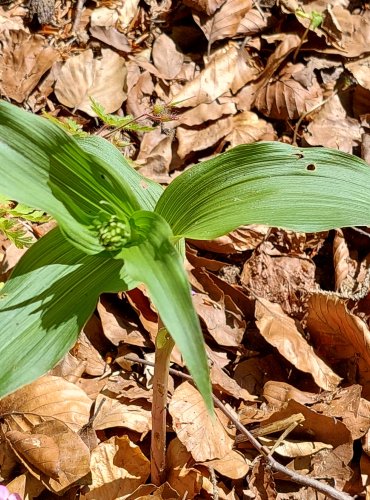 KRUŠTÍK ŠIROLISTÝ (Epipactis helleborine) FOTO: Marta Knauerová, 2022