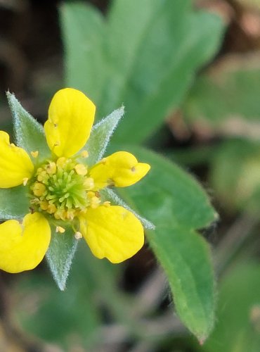 KUKLÍK MĚSTSKÝ (Geum urbanum) FOTO: Marta Knauerová, 2022