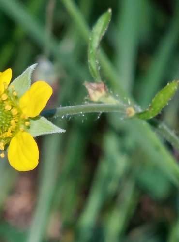 KUKLÍK MĚSTSKÝ (Geum urbanum) FOTO: Marta Knauerová, 2022