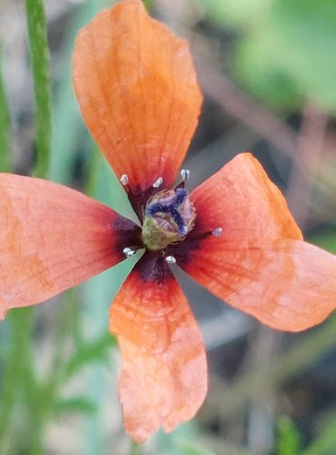 MÁK POLNÍ (Papaver argemone) – FOTO: Marta Knauerová, 2022