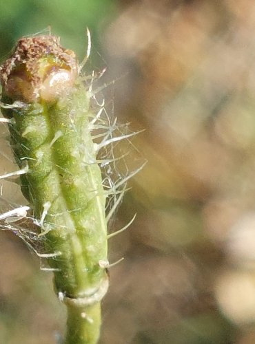 MÁK POLNÍ (Papaver argemone) NEZRALÉ PLODENSTVÍ – FOTO: Marta Knauerová, 2022